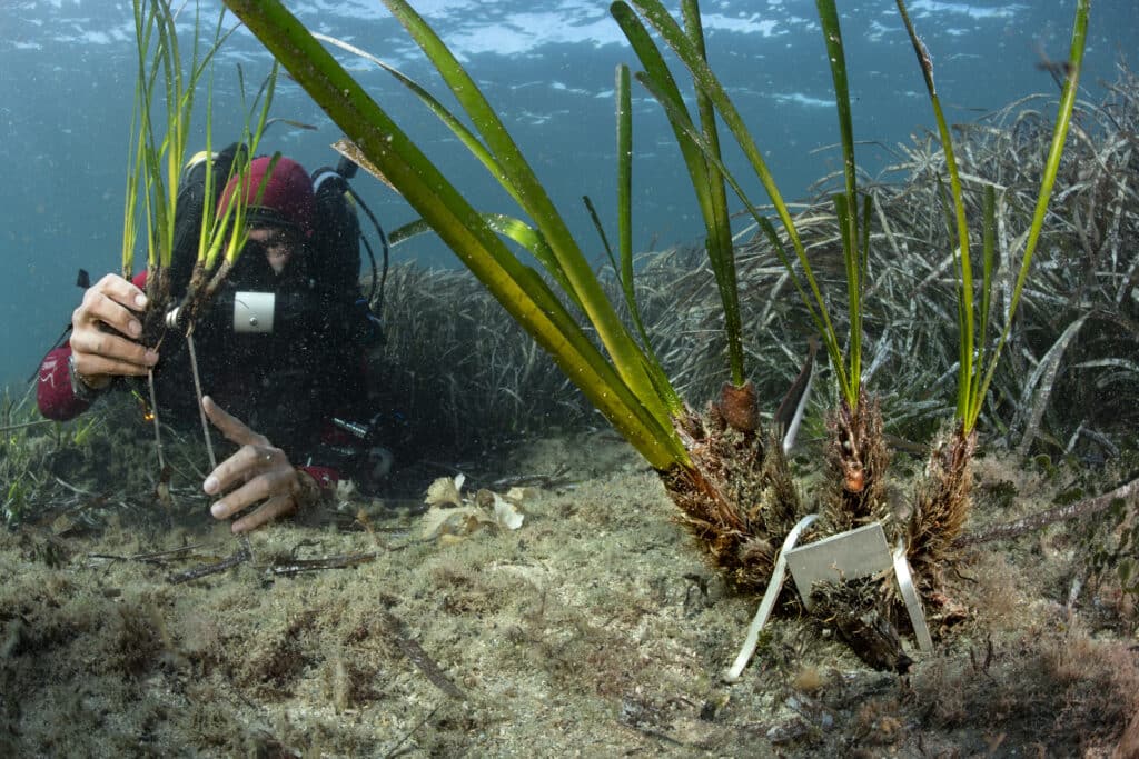 A diver holding seagrass shoots beside an established meadow on a shallow Mediterranean seabed.