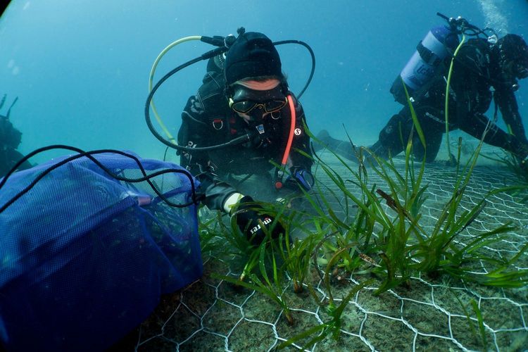 Two divers working over a mesh grid laid on the seabed, with seagrass growing through it.